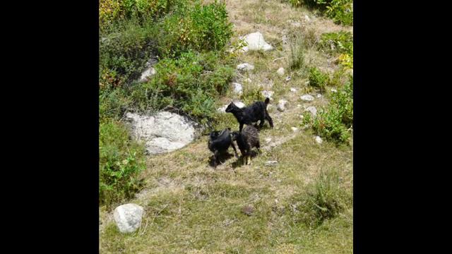 PAMIR-DARMORAHT-NISHUSP .wmv