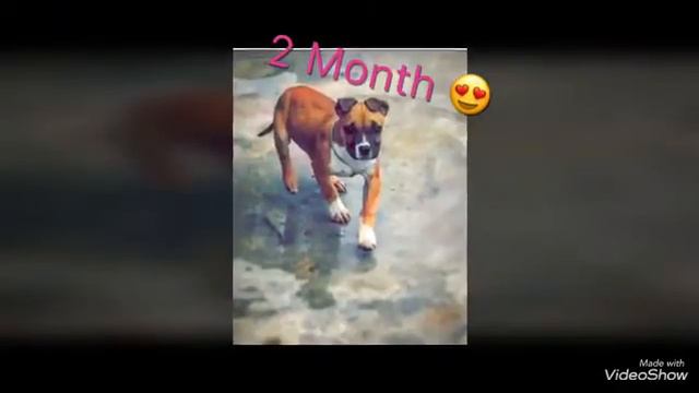 Pitbull 12.11:2017 &1on day .......4 month смотреть онлайн