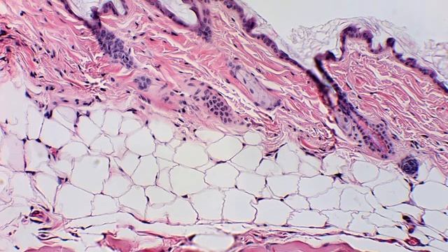 Emergence of Stem Cell Engineering смотреть онлайн
