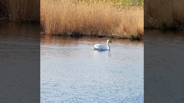 Дикий лебедь. (wild Swan) смотреть онлайн