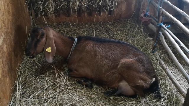 Заболела коза. смотреть онлайн