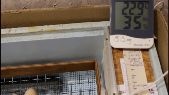 Последний этап инкубации цыплят. 19-21 день. Блиц Норма. смотреть онлайн