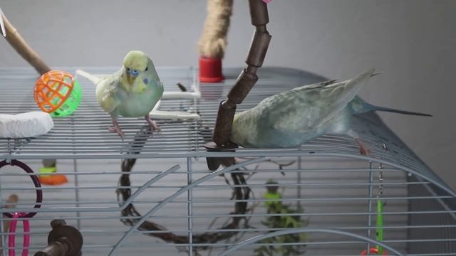 ЛИНЬКА У ВОЛНИСТЫХ ПОПУГАЙЧИКОВ | ЧТО ДЕЛАТЬ ВО ВРЕМЯ ЛИНЬКИ | Aoi Inko смотреть онлайн