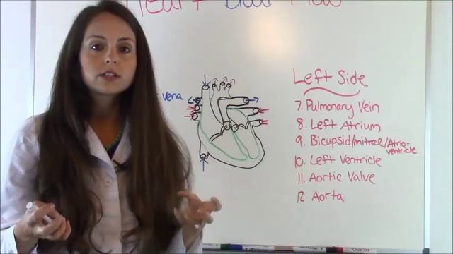 Blood Flow Through the Heart | Heart Blood Flow Circulation Supply смотреть онлайн