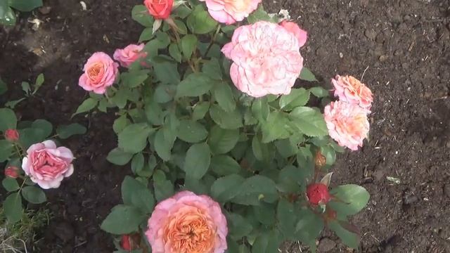 Японская роза МИЯБИ в моем саду 2022г. смотреть онлайн