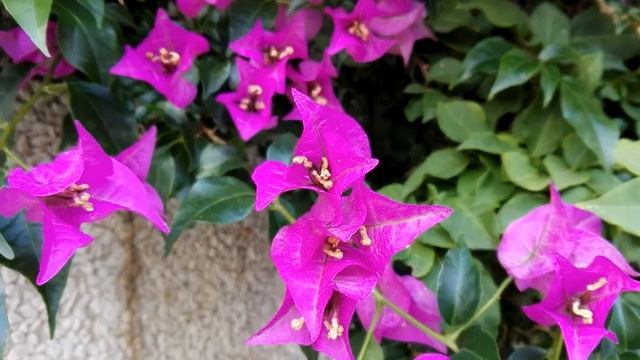Bougainvillea glabra (Bougainvillea) смотреть онлайн