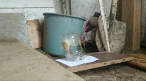 Ловушка для ловли мышей. Простая ловушка из банки и монеты