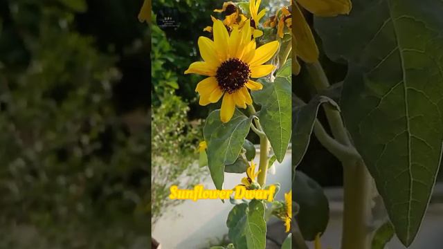 #SunFlowerDwarf #SunFlower #SunFlowerPlant #TerraceGarden #MiniFoodForest смотреть онлайн