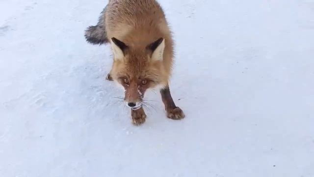 МЫШАТНИЦА-ЛИСА, НА КОНФЕТКИ ПЕРЕШЛА! смотреть онлайн