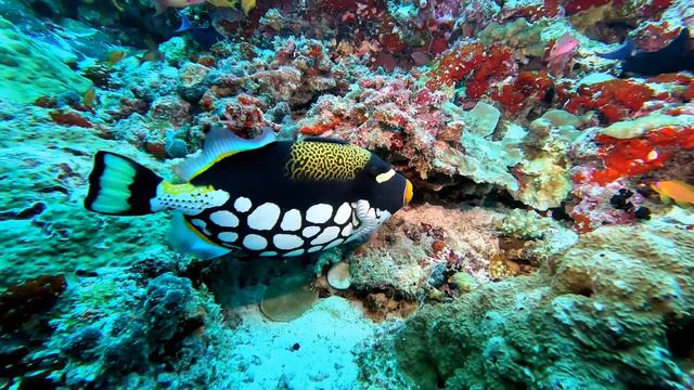 MALDIVES 2024 Подводный мир (1080p) смотреть онлайн