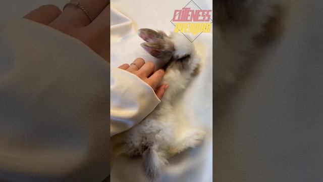 OMG! Extremely Fluffy Bunny Sleeping on the Sofa ??❤️ смотреть онлайн