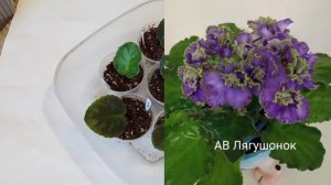 Как укоренить лист фиалки? Самые простые ошибки новичков. Фиалки у Алисы.