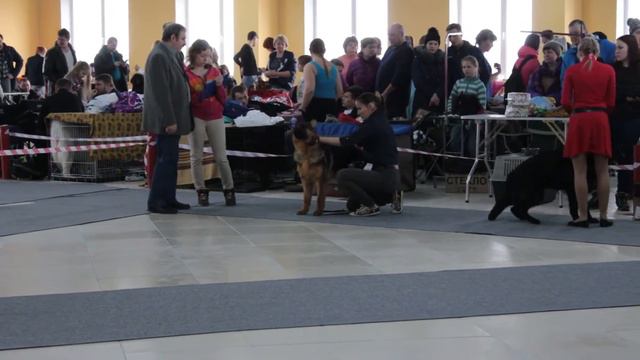 20 марта 2016 г. г. Коркино. Региональная выставка собак всех пород "Радуга надежды" смотреть онлайн