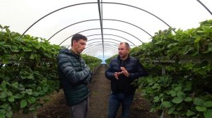 Тепличная Малина: сорта, цены и сроки.  Ещё о клубнике: Сергей Величко - владелец "Терра Маркет"