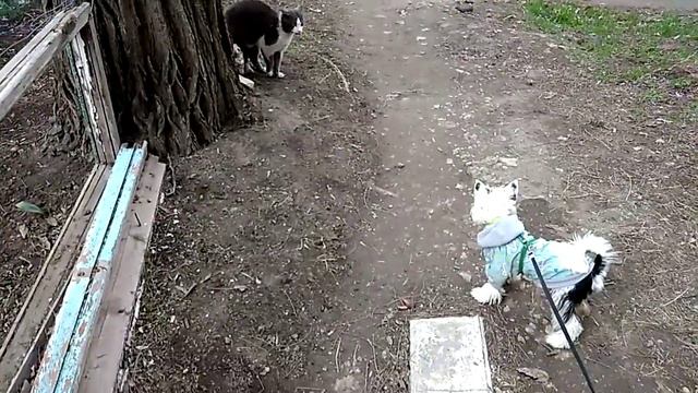 Лакки на охоте смотреть онлайн
