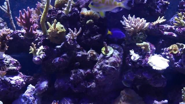 Salt Water Tank смотреть онлайн