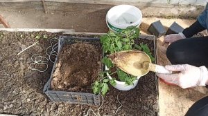 Интересный способ посадки томатов в теплицу!