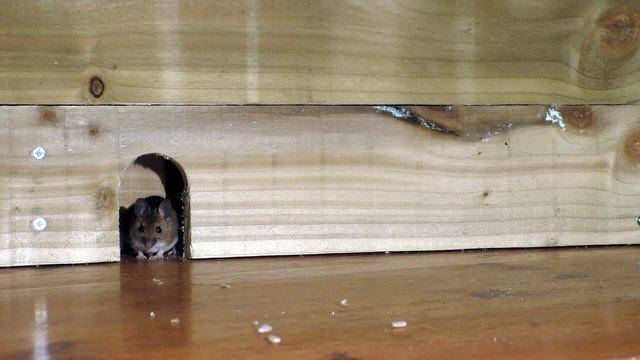 Entertainment for Cats ~ Mouse Fun ⭐ 8 Hour Videos for Cats and Cat TV ⭐ смотреть онлайн