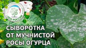 Огурцы - обработка сывороткой. Как бороться с болезнями огурцов народными средствами.