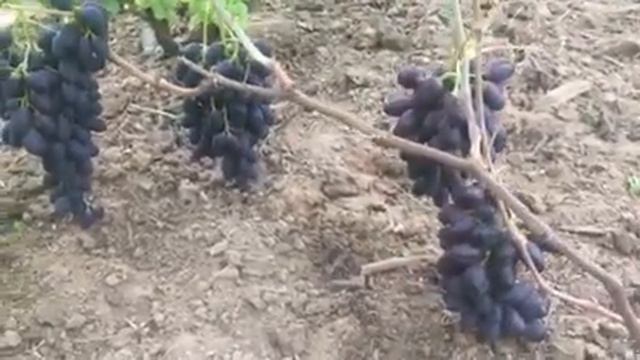 ГФ Атос в 2019г. смотреть онлайн