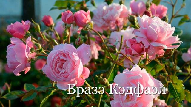 Розы в саду 15 Самых красивых Английских РОЗ Дэвида Остина смотреть онлайн