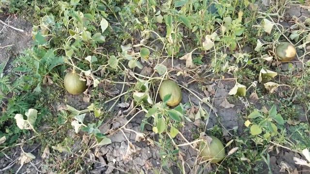 Наш огород. Арбузы и дыни. смотреть онлайн