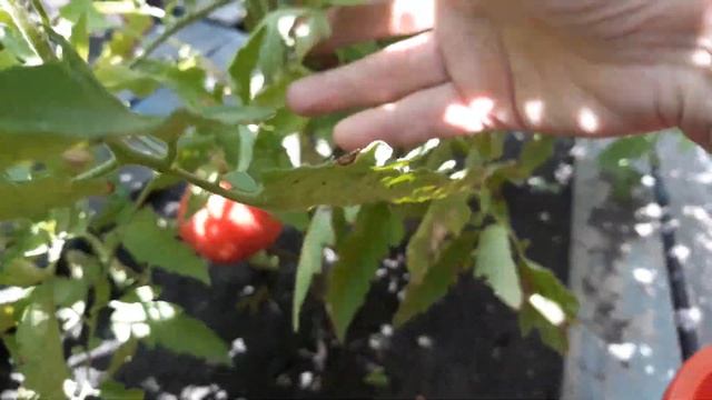 Спасаем томаты от растрескивания. Почему же помидоры трескаются при созревании. смотреть онлайн