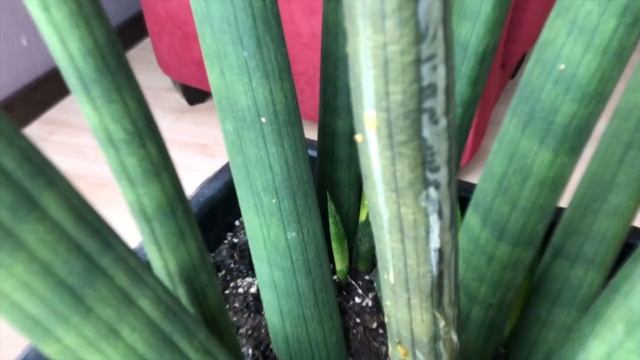 Что отравляет САНСЕВИЕРИЮ? Ядовитый сосед смотреть онлайн
