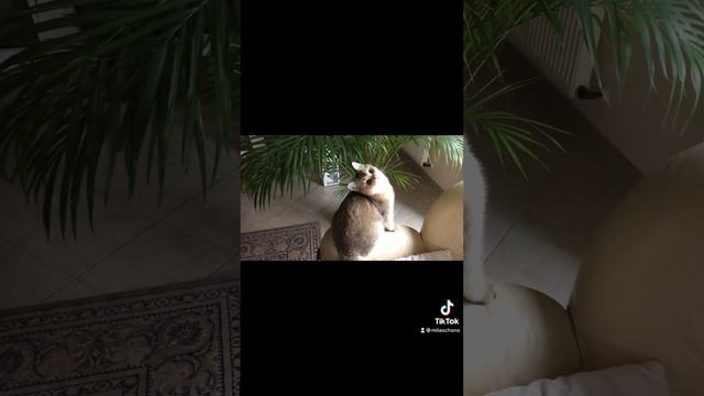 Чтобы такое натворить-поиграть,побегать,попрыгать ,что нибудь поцарапать? смотреть онлайн