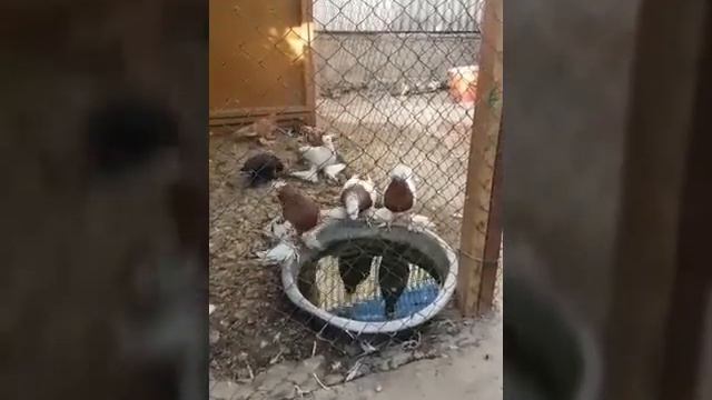 Жетысай голуби Асяна смотреть онлайн