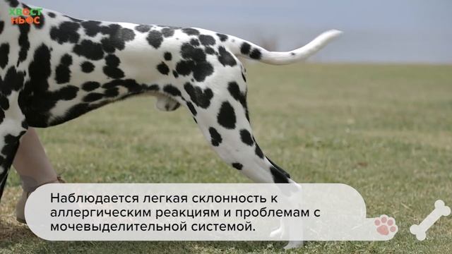 Все о породе далматин (далматинец)