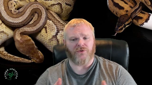Horrible! Canada man uses a Living Snake as a weapon! - We need to do Better!!! смотреть онлайн