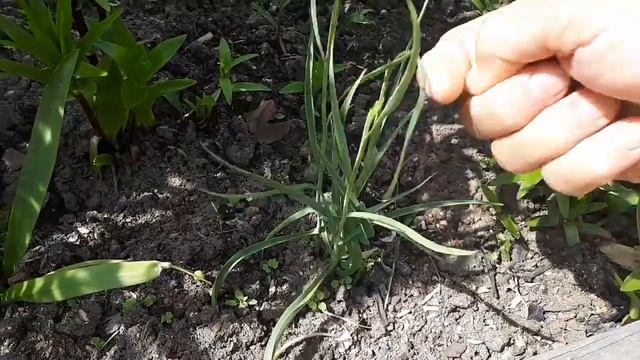 Отцветают рябчики, что нужно сделать? смотреть онлайн