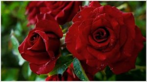 Александр Марцинкевич,Кабриолет - Красные розы.