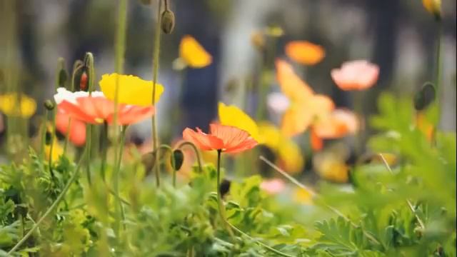 Сборник  самых красивых и успокаивающих Нашид. Приятного прослушивания☝?  NASHEED OFFICIAL