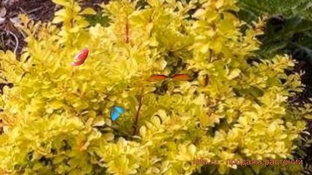 Барбарис тунберга Диаболикум (diabolicum) ? обзор: как сажать, саженцы барбариса Диаболикум смотреть онлайн