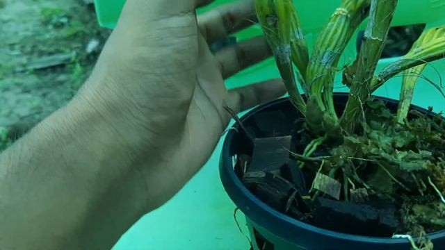 how to grow dendrobium Chrysotoxum смотреть онлайн