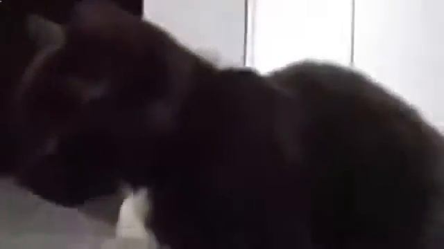 Видео про кошек бесплатно - черная кошка поет!