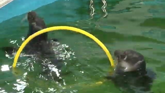 До конца мая в Балашове уникальное водное Шоу Байкальских Нерп смотреть онлайн