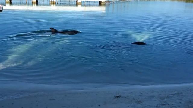 Дельфинарий. Куба 2015. смотреть онлайн