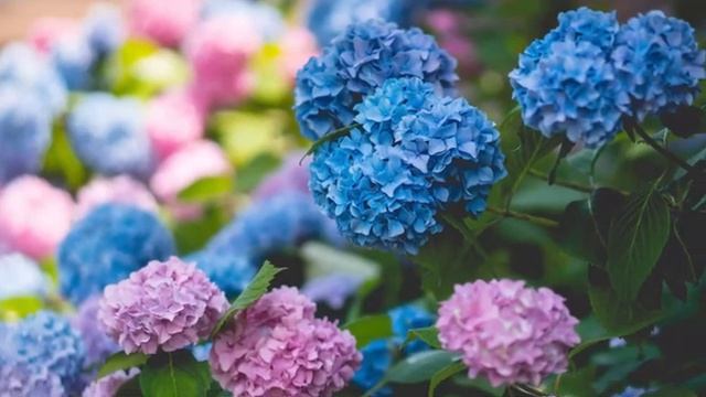 Эта музыка создает невероятный покой и тишину! Может слушать и слушать без остановки#1 смотреть онлайн