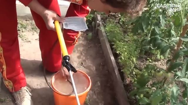 Опрыскиватель Туман. Опрыскиваем томаты. Сайт "Садовый мир" смотреть онлайн