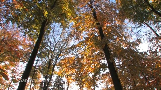 Pavane | Gabriel Fauré | Moments of Silence 2 | Calm Music with Harp and Pan Pipe | Santec Music смотреть онлайн