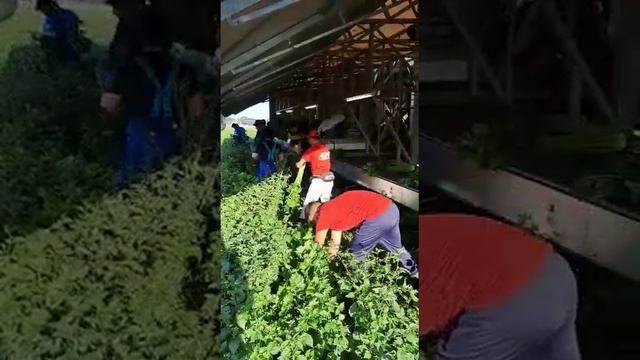 Работа в теплицах и на полях Compliment , Нидерланды смотреть онлайн