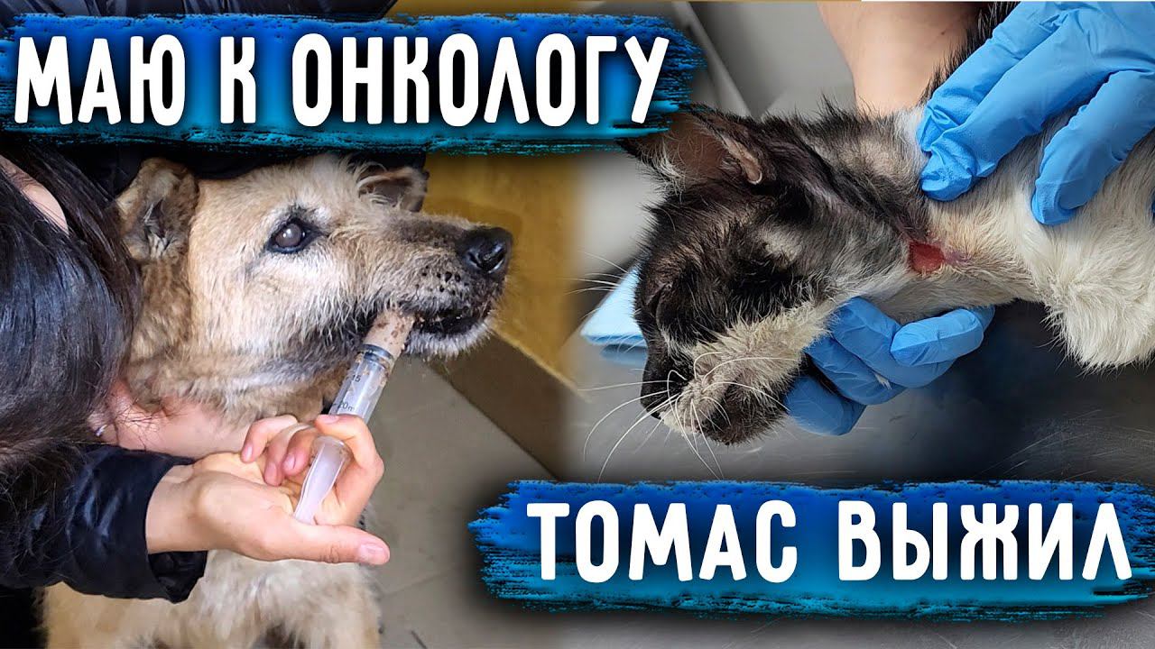 Маю везем к Онкологу. Томас ВЫЖИЛ, забираем со стационара. Нукер удивляет, не вытащить из машины. смотреть онлайн