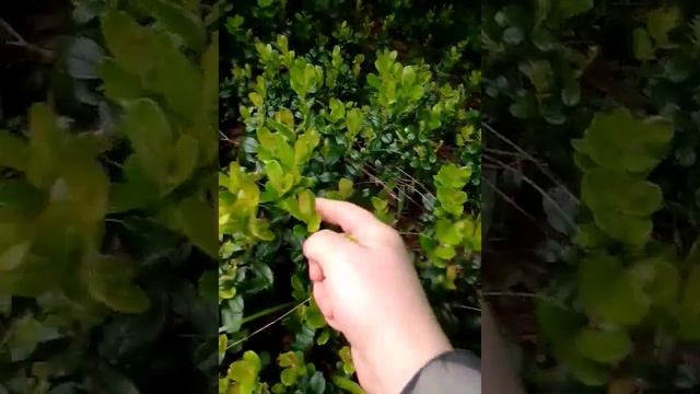 брусничный лист для чая смотреть онлайн