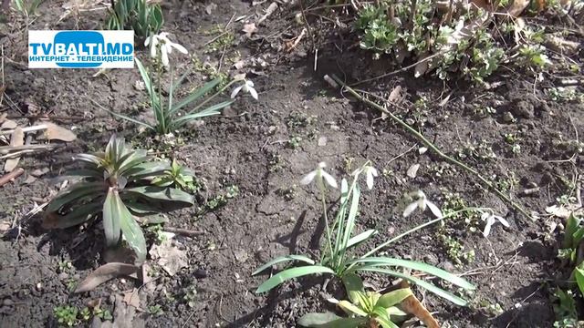 Первые подснежники . Природа просыпается ... смотреть онлайн