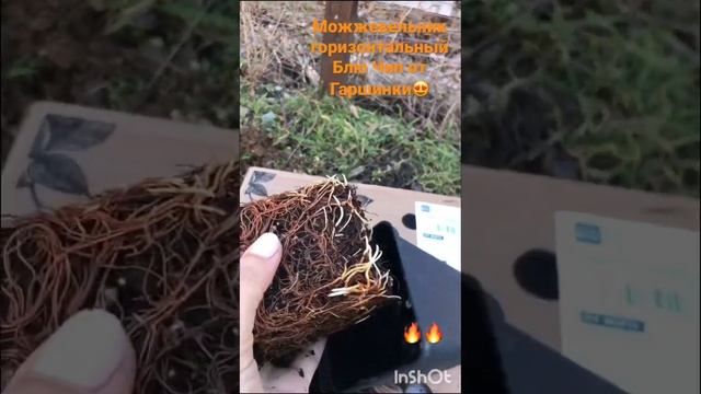 Можжевельник горизонтальный Блю Чип, посылка Из Гаршинки! #можжевельникгаршинка смотреть онлайн