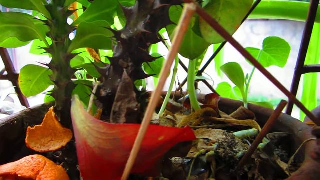 canon ixus 115 hs test video смотреть онлайн