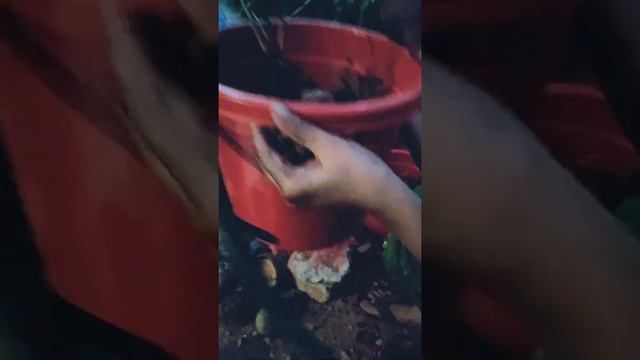 How to grow anthurium plant at home❤️easy tips смотреть онлайн